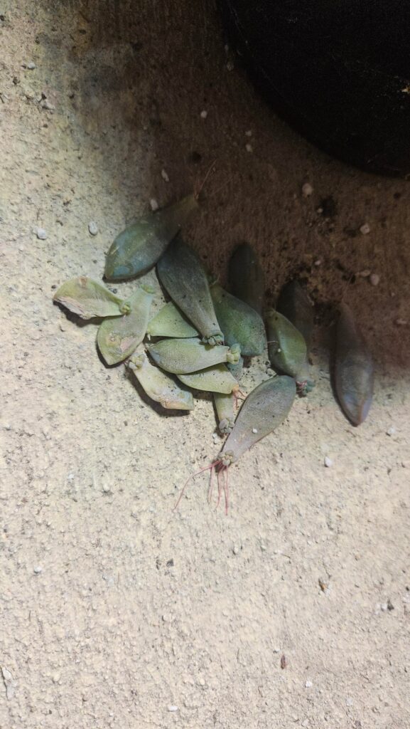 I dont know how anyone has issues propagating. These were trashed leaves i left on my basement floor lol..