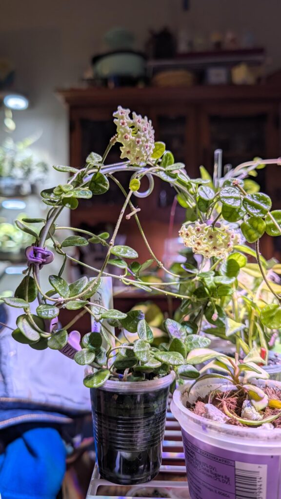 First time bloomers!!!