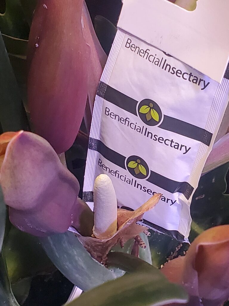 Why no spathe limb? Why nekkid?