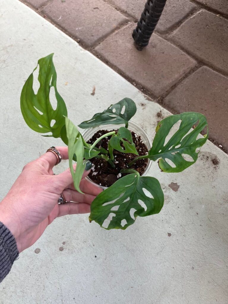 I made an adansonii! I made an adansonii!