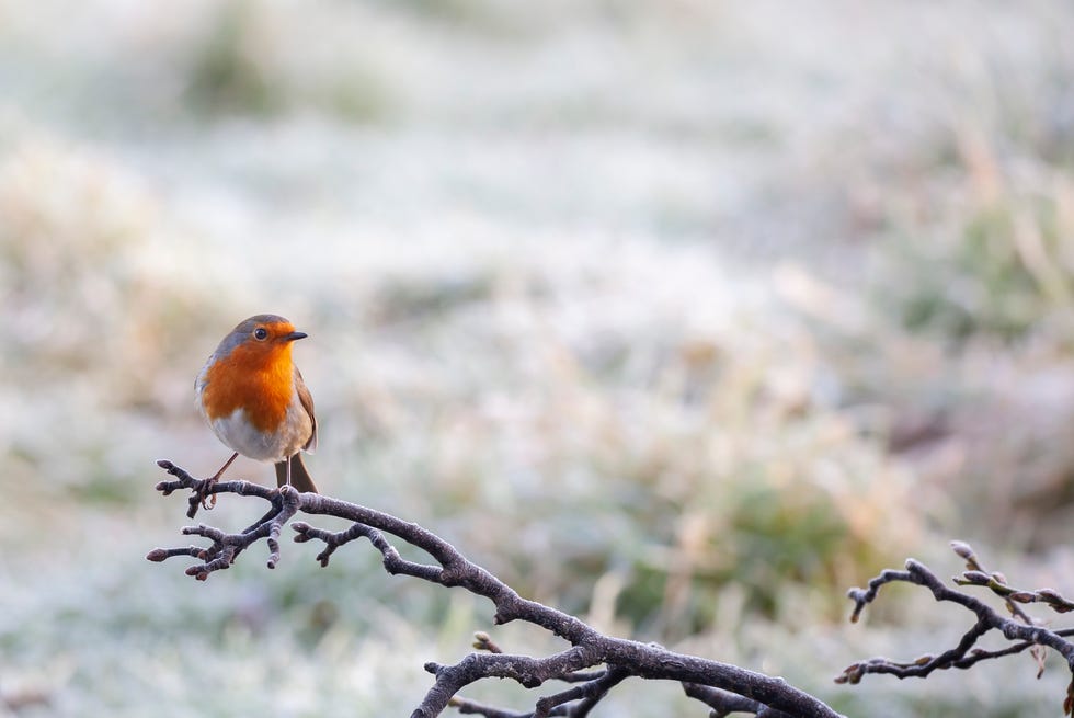 a european robin, erithacus rubecula, perching on a frosty branch with a defocussed snowy background. a european robin, erithacus rubecula, perching on a frosty branch with a defocussed snowy background.
