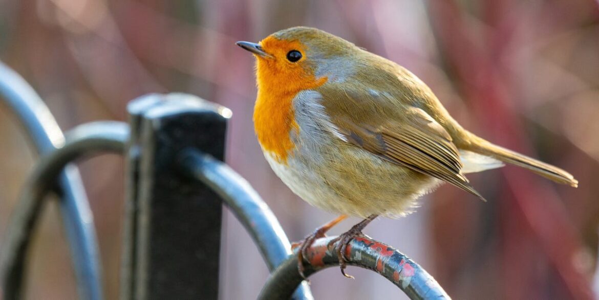 Help Robins With This 60p Cupboard Staple Everyone Has At Home Help Robins With This 60p Cupboard Staple Everyone Has At Home