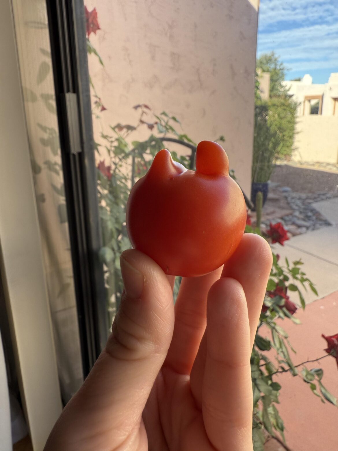 kitty-shaped tomato!
