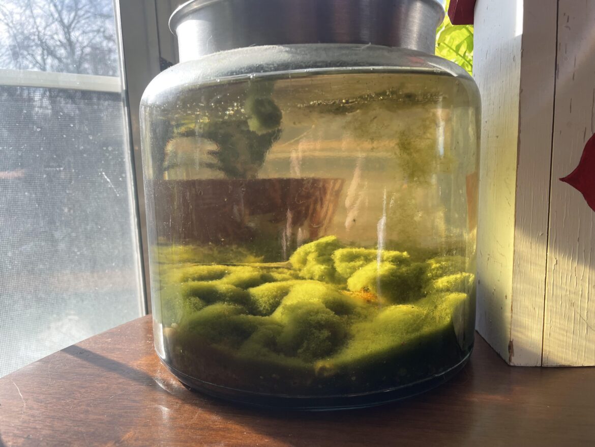 The jarrarium I created by accident