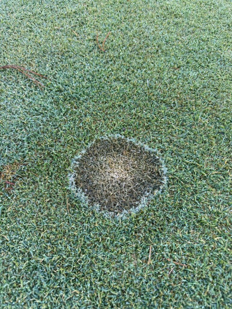 Can I get a disease ID? Can I get a disease ID?