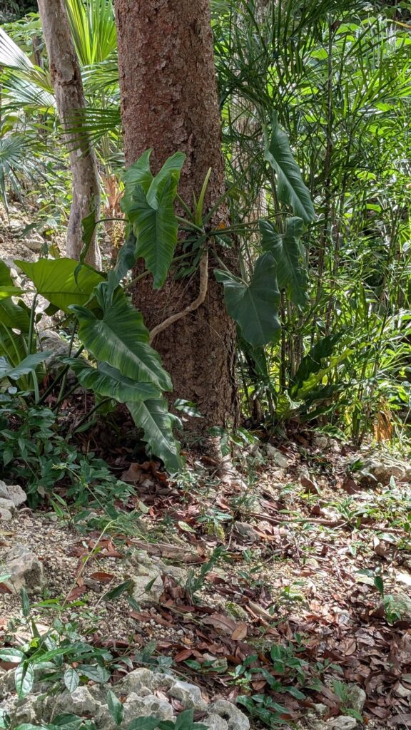 What is this beauty I keep seeing on roadsides in Yucatan, Mexico?