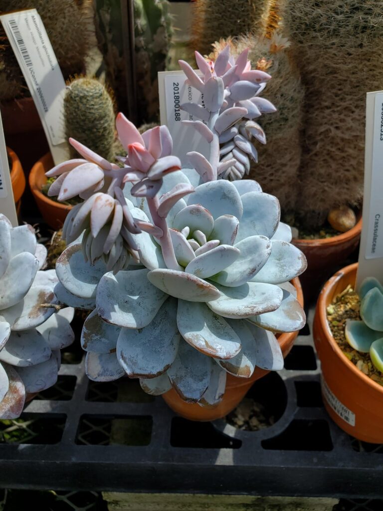 Echeveria laui university specimen