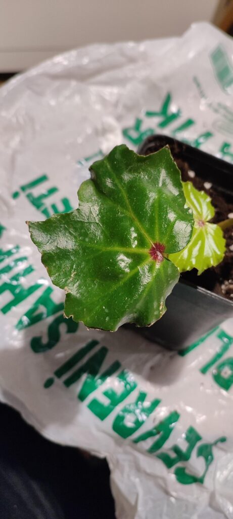 Is this a Rex begonia? The website I bought it from only had the name "begonia pancake" and no other information. If so did I cover its roots correctly? (pic 5 and 6)