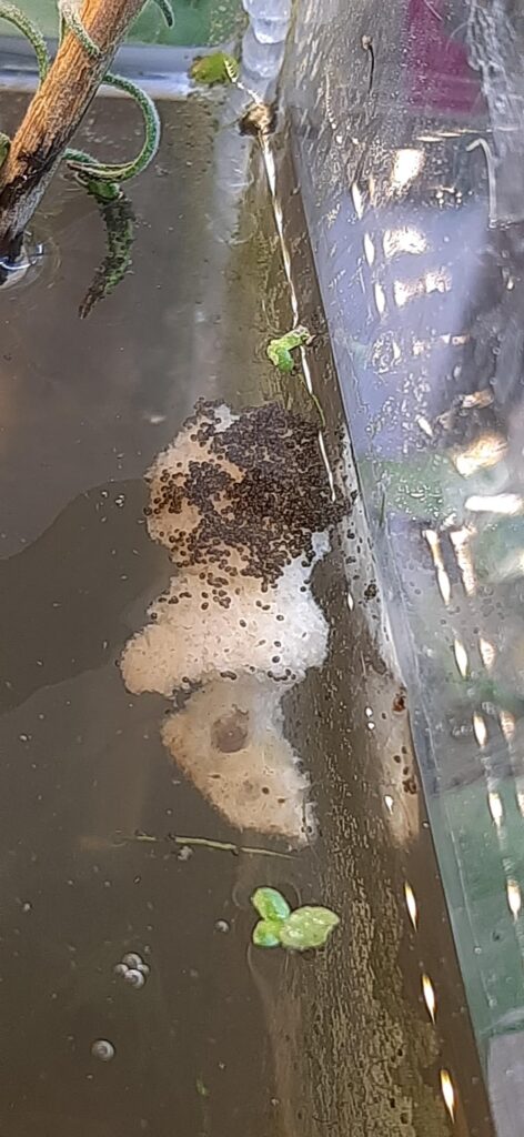 Ostracods are attracted to bread in great numbers!