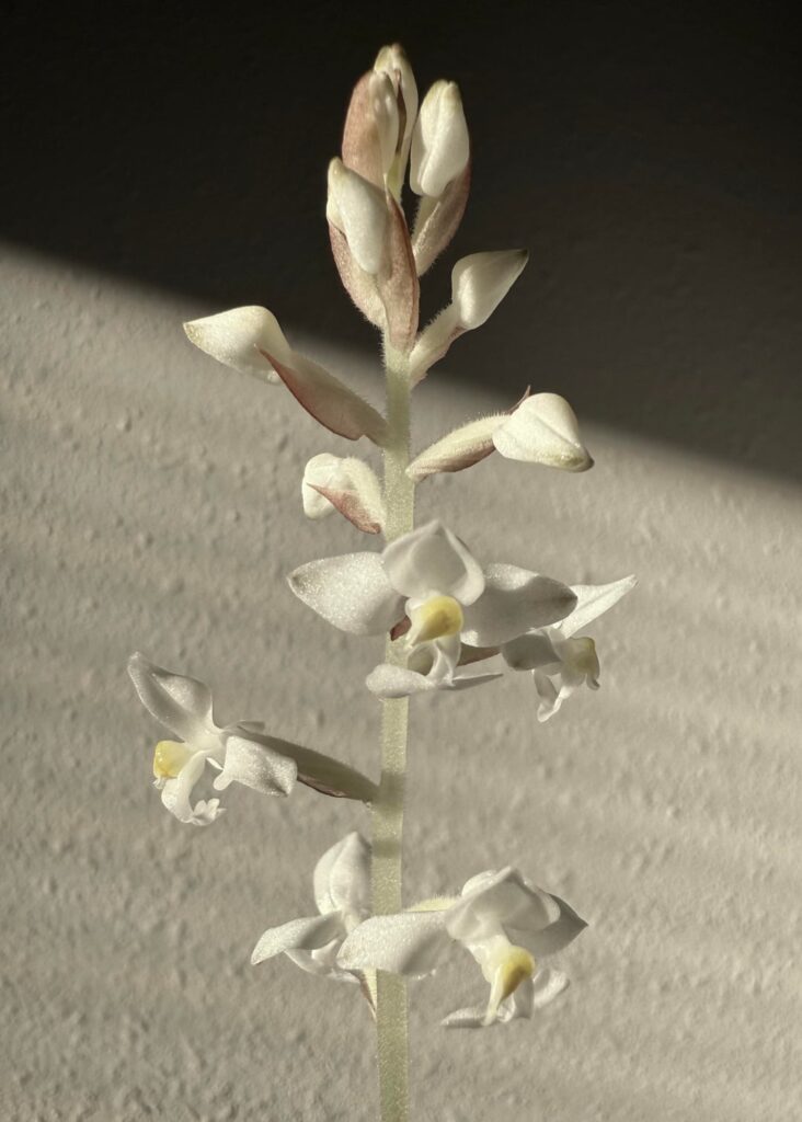 Jewel orchid in its first bloom under my care