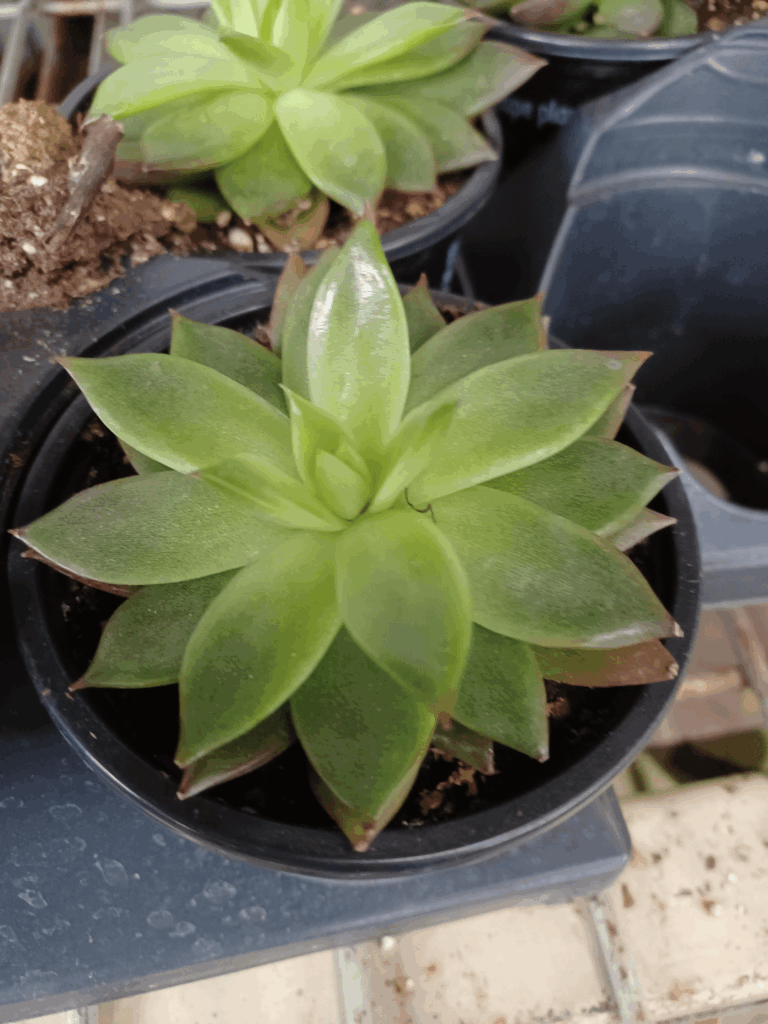 Just wanted to show off a before & after of this Echeveria I took in over a year ago!