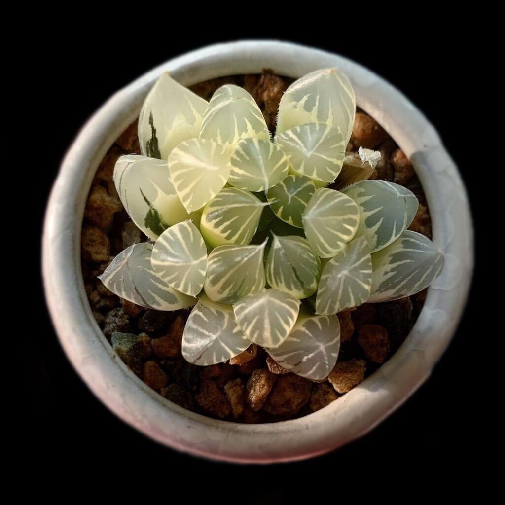 Seedlings with drastically different variegation