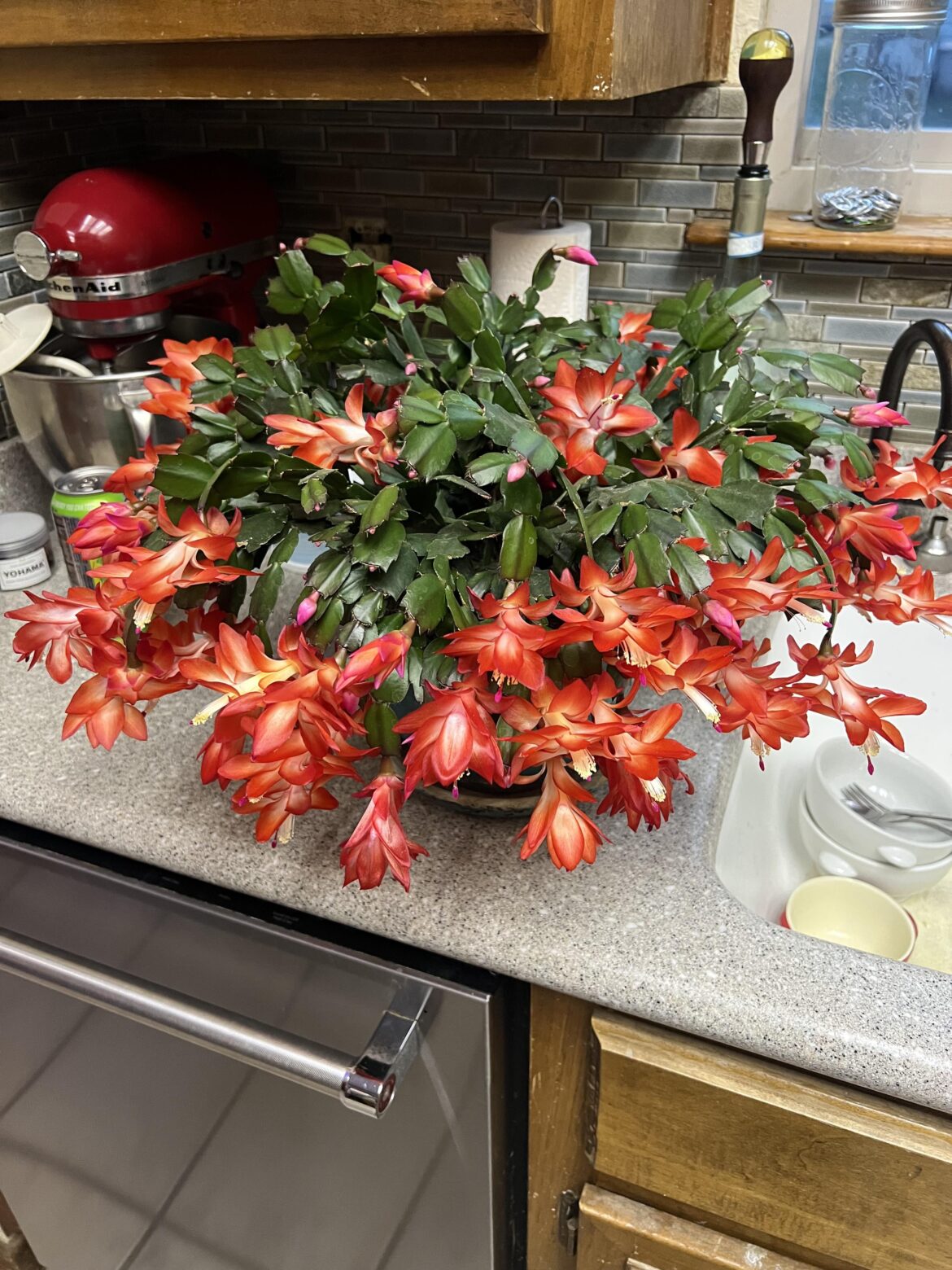 Thanksgiving(I believe) cactus in full bloom.