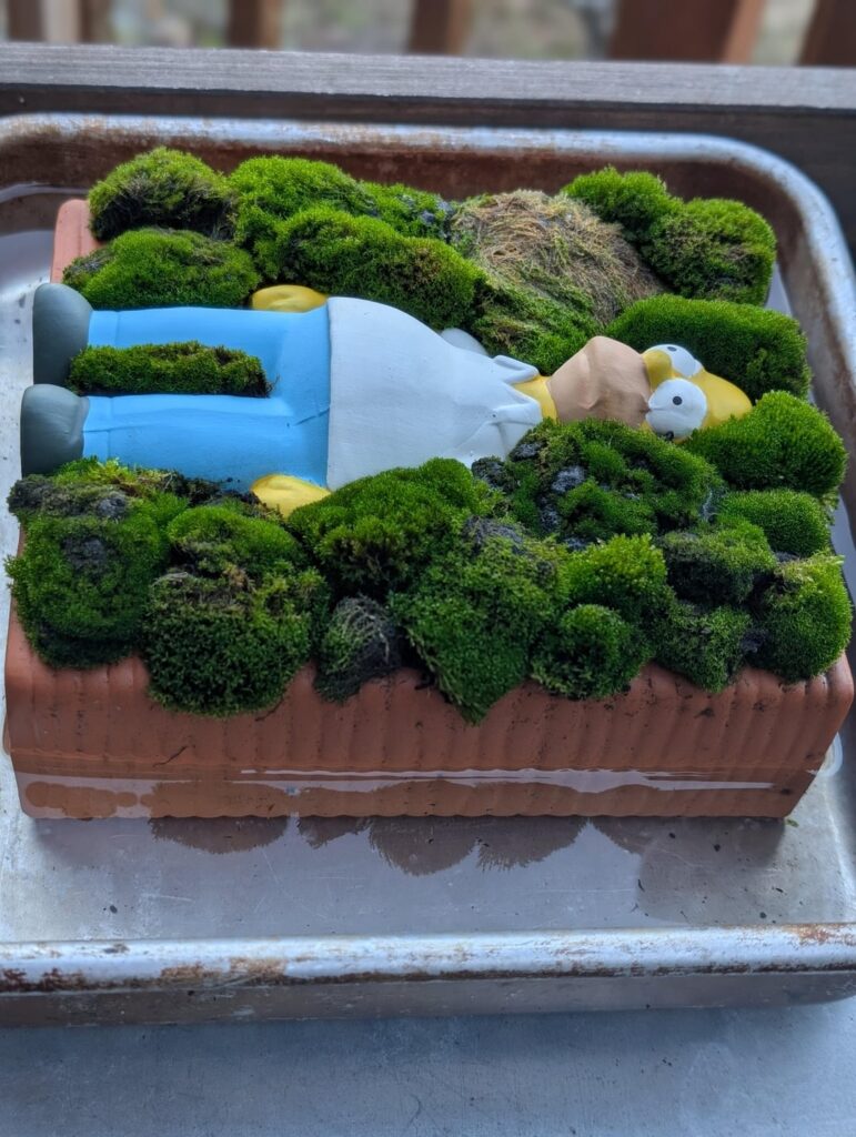 Not a square of moss, but another experiment