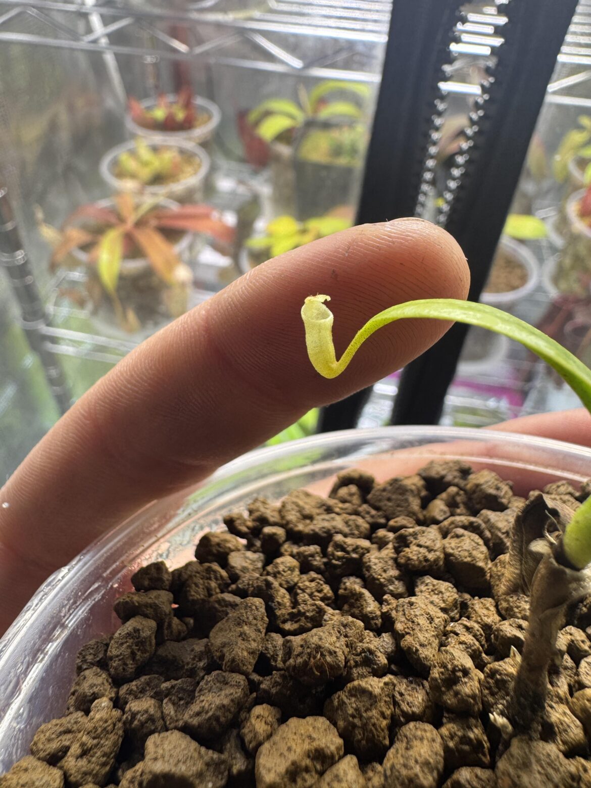 I new it was a small species but…