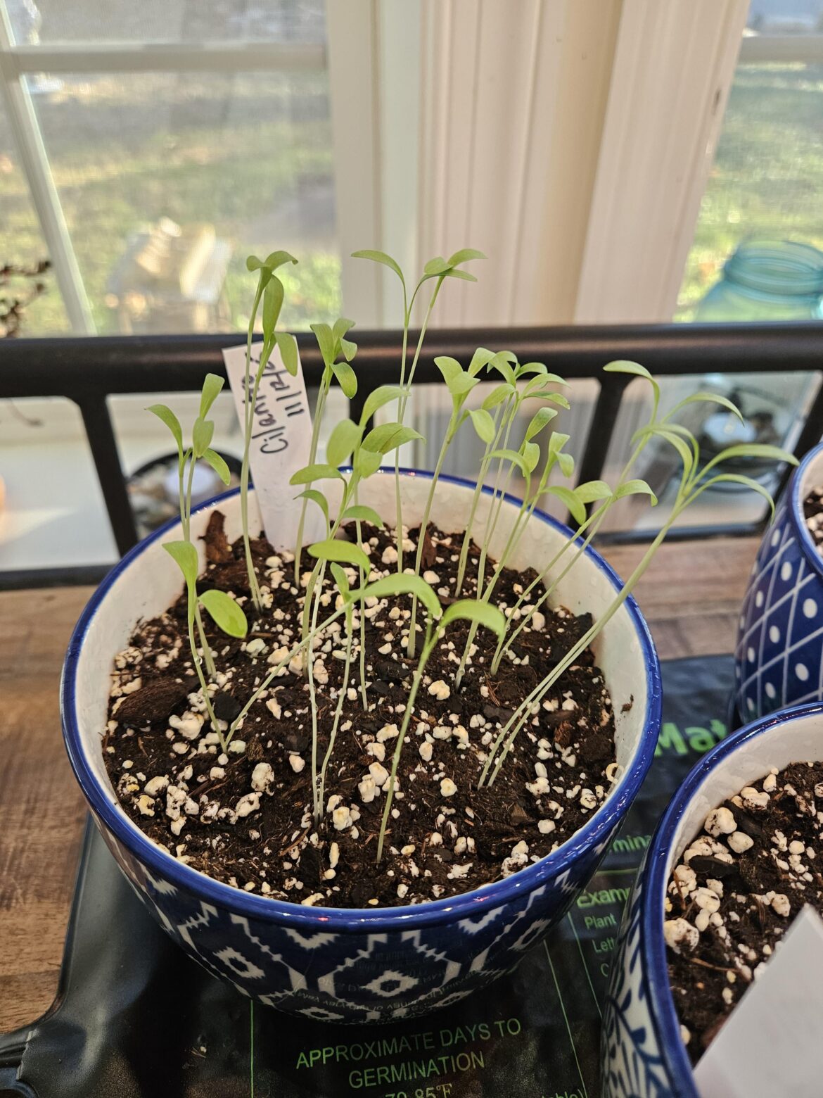 Cilantro Seedlings
