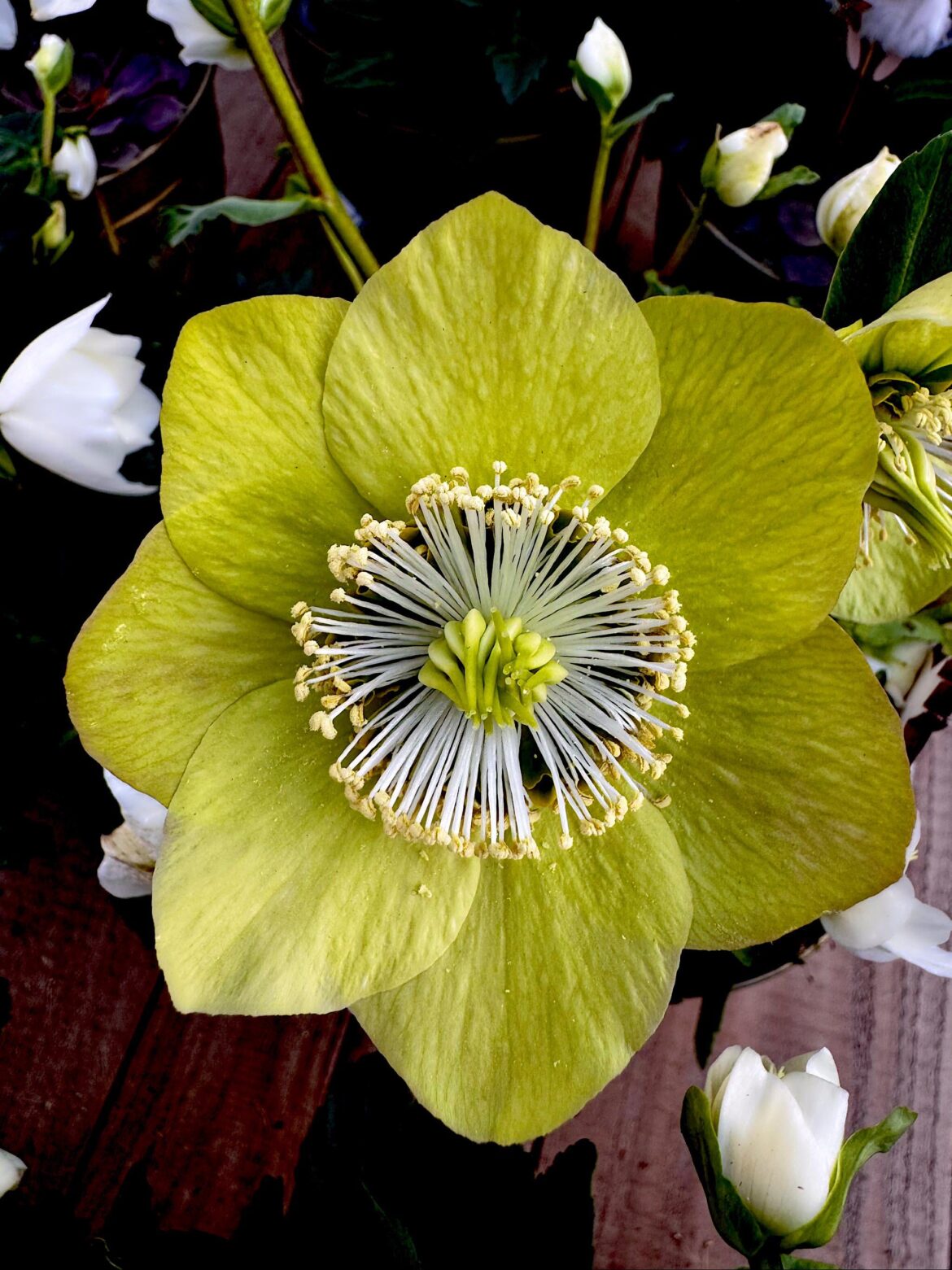 hellebore flowers. White flowers turn green. [OC]