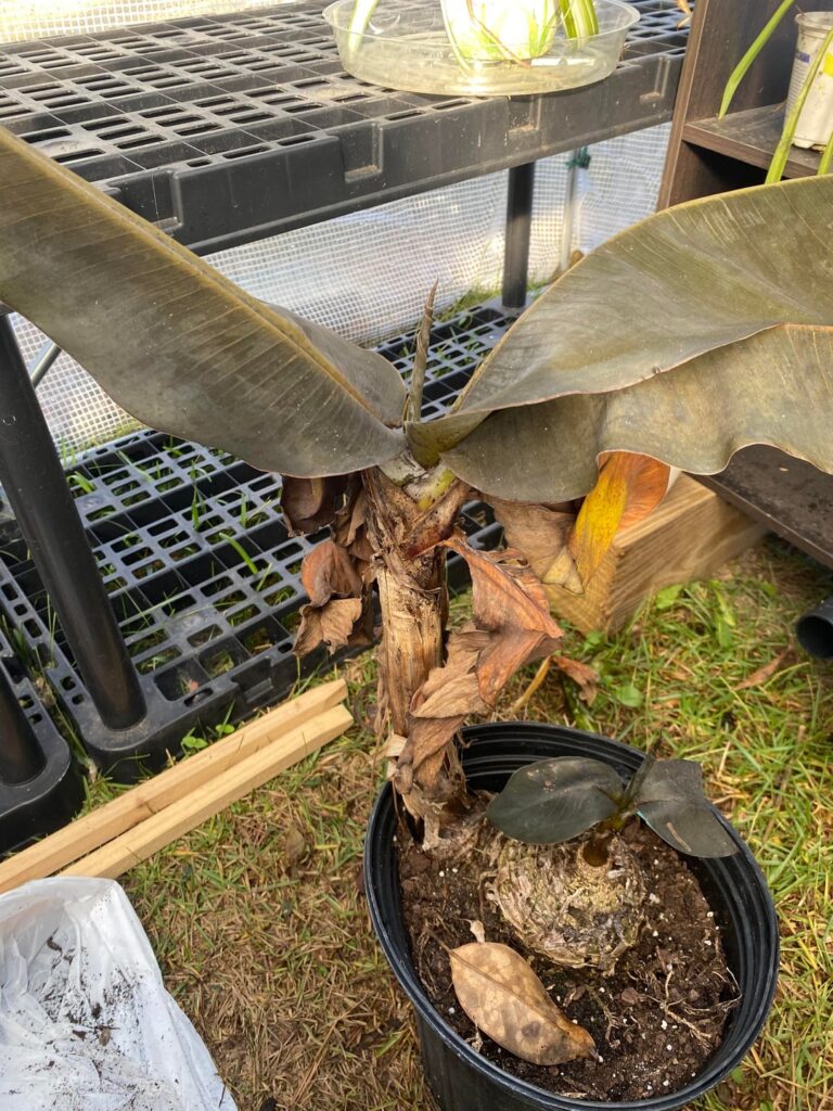 Need winter advice! Zone 8a NC coast Need winter advice! Zone 8a NC coast