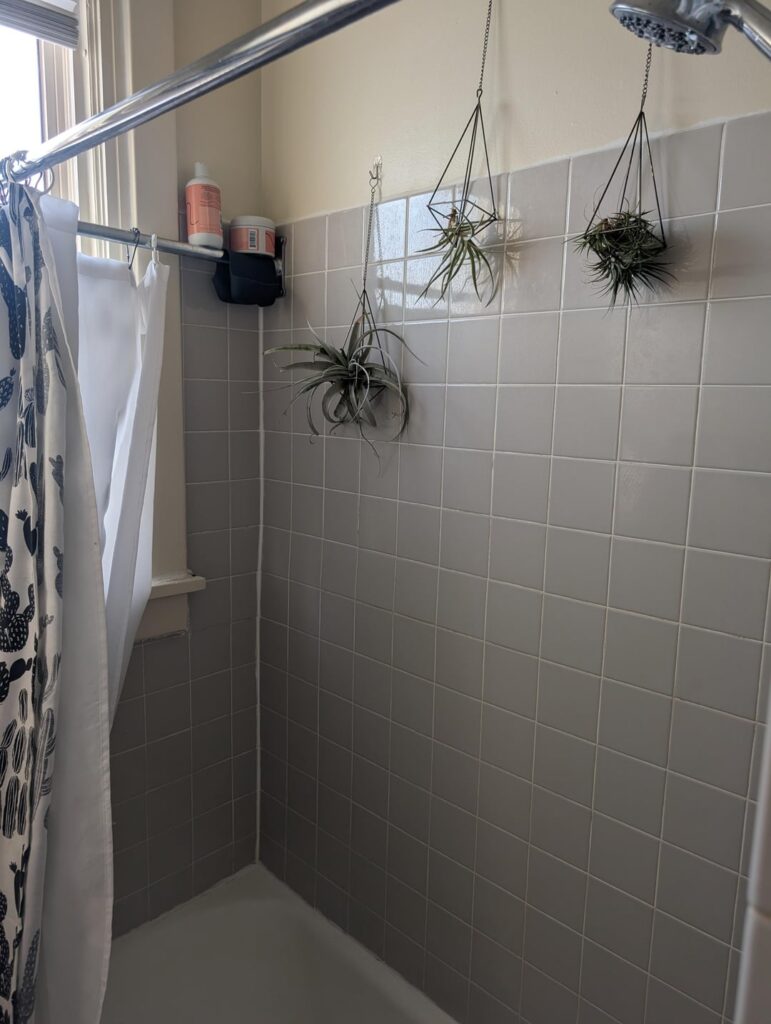 Shower plants 🚿
