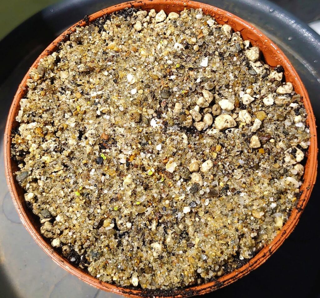 Some of my lithops seeds germinated yesterday/today, just 5 days after sowing! You really have to zoom in to see them