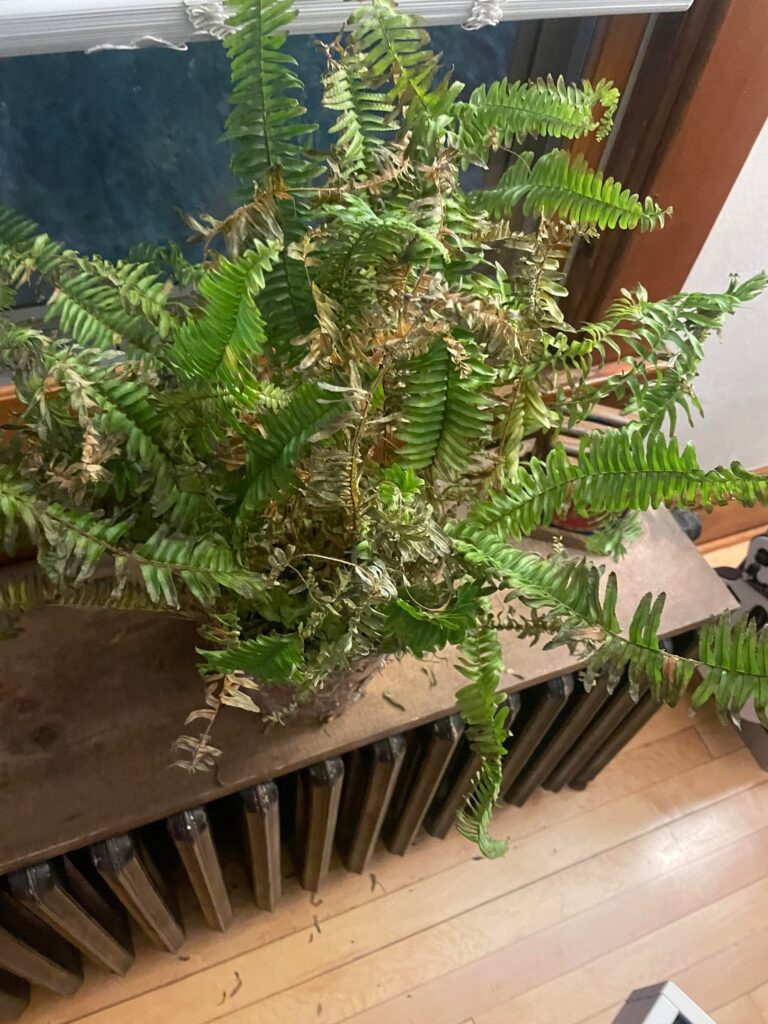 Is there any hope for my Boston fern?