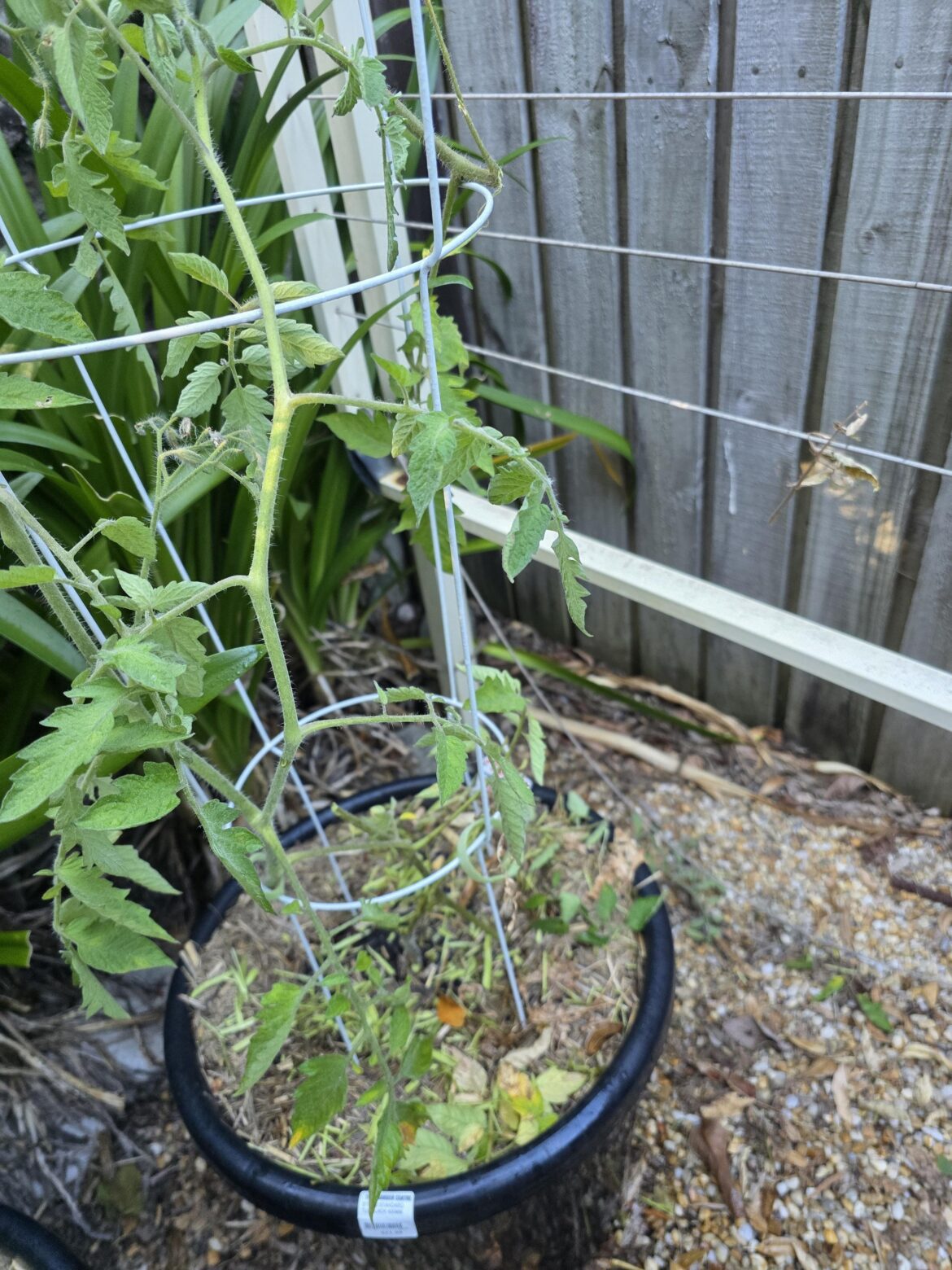 Help!! What is eating the stalks of my tomatos??? This one has been severed at the base and others are having stalks with bites out of them. I thought tomato stalks were poisonous...