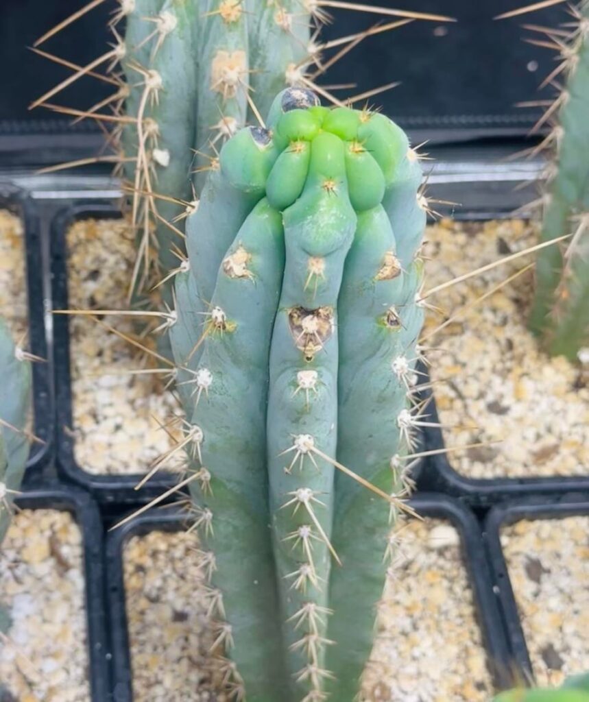 Development Update! ✅🤞