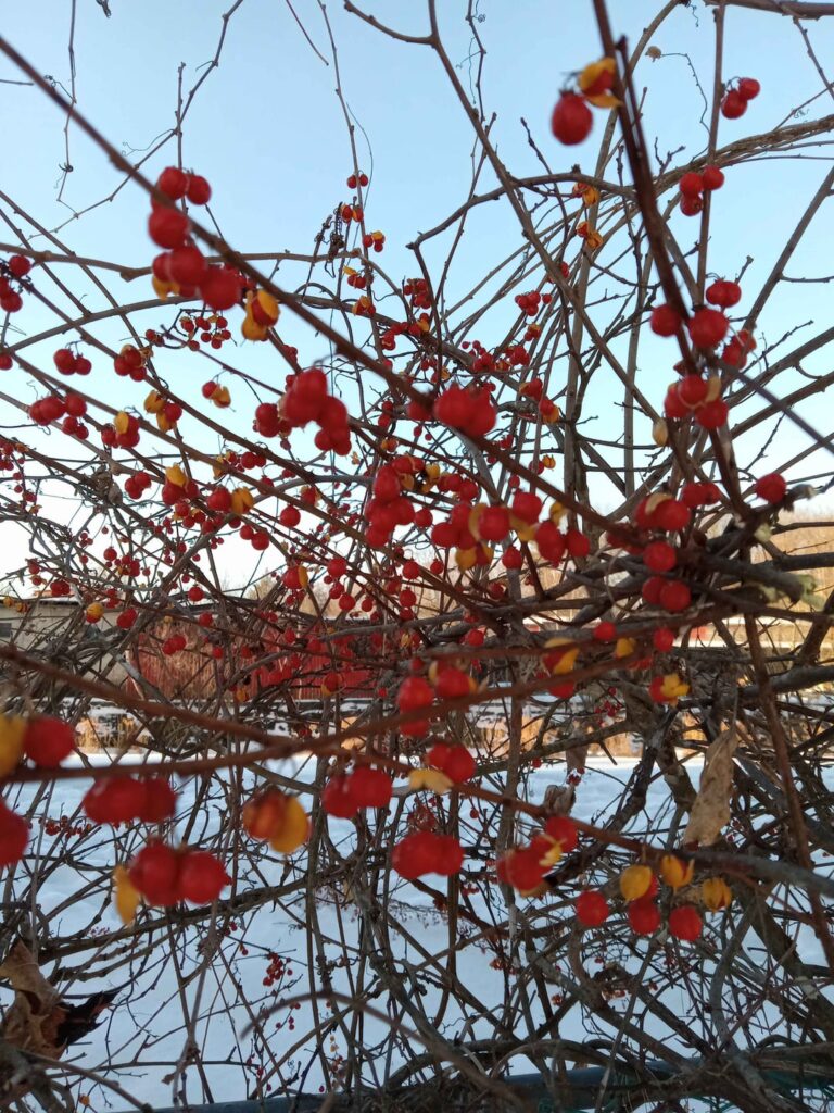 small red berries on a dry vine. ny state small red berries on a dry vine. ny state