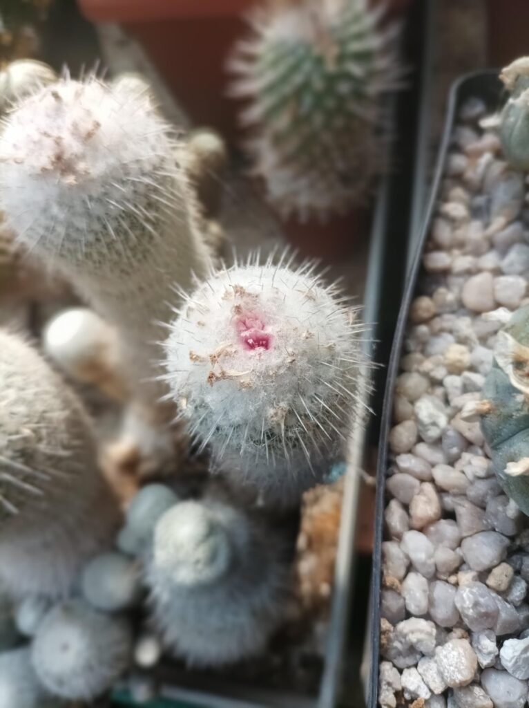 I need help with identifikation I need help with identifikation