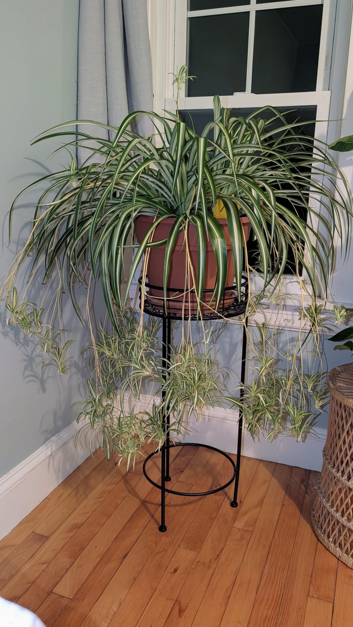 My five year old spider has 66 babies!! I've decided to propagate them all for my wedding centerpieces.