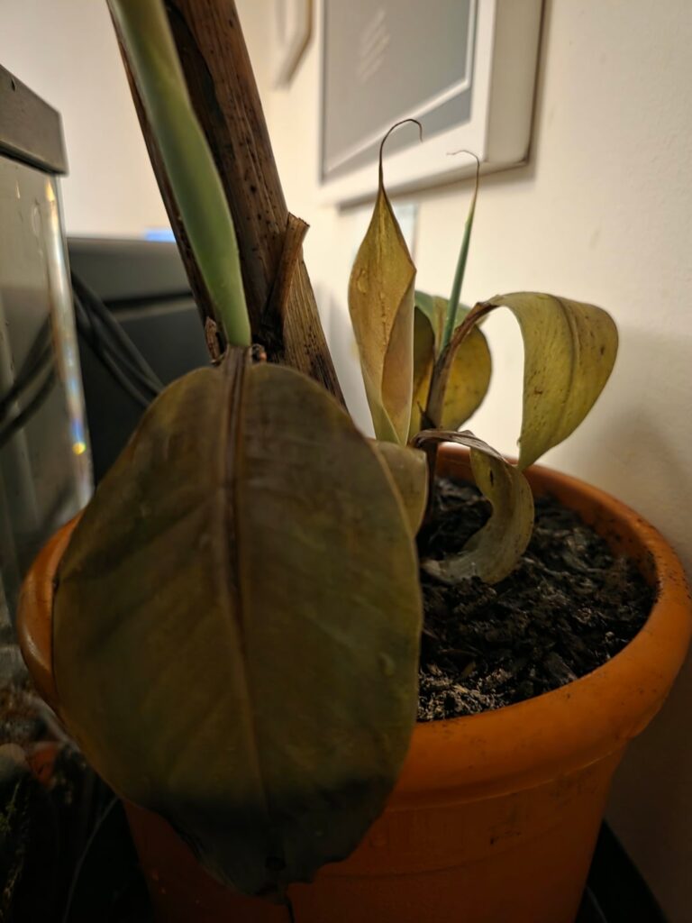 Any idea what has happened to my dwarf cavendish?