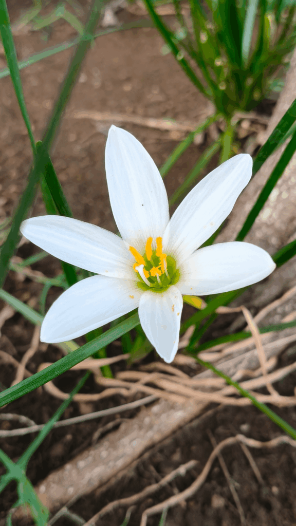 A white rain lily
