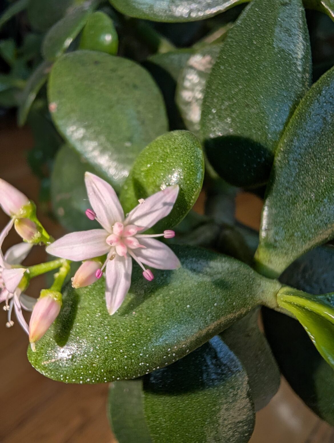 Jades can bloom??? Never had this happen before Mind blown!! It's so gorgeous 😍