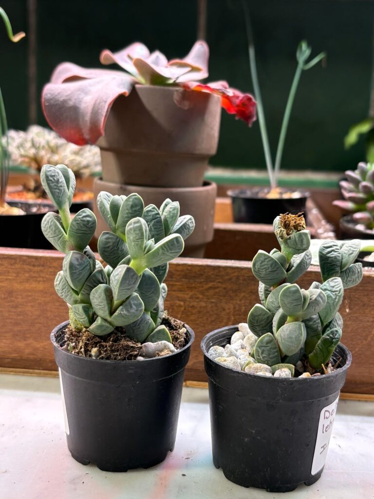 Are they thirsty? Are they thirsty?