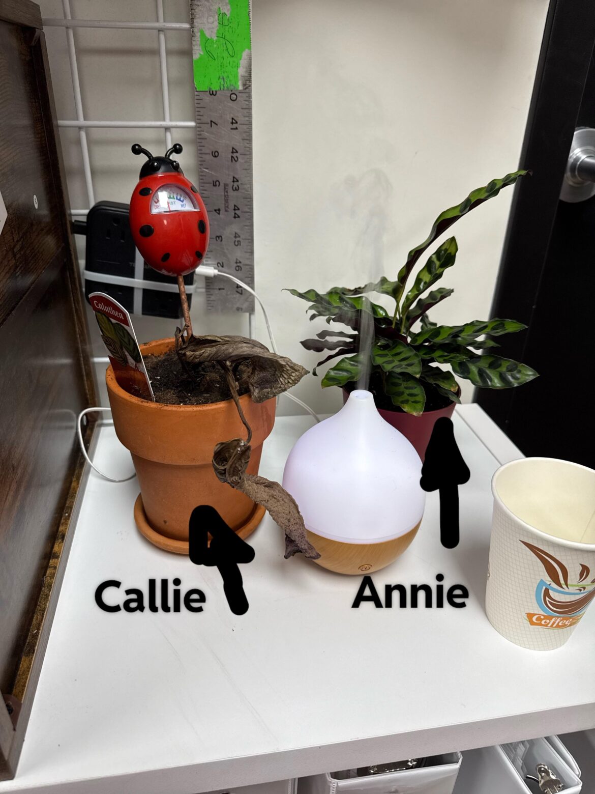 Callie update! Callie update!