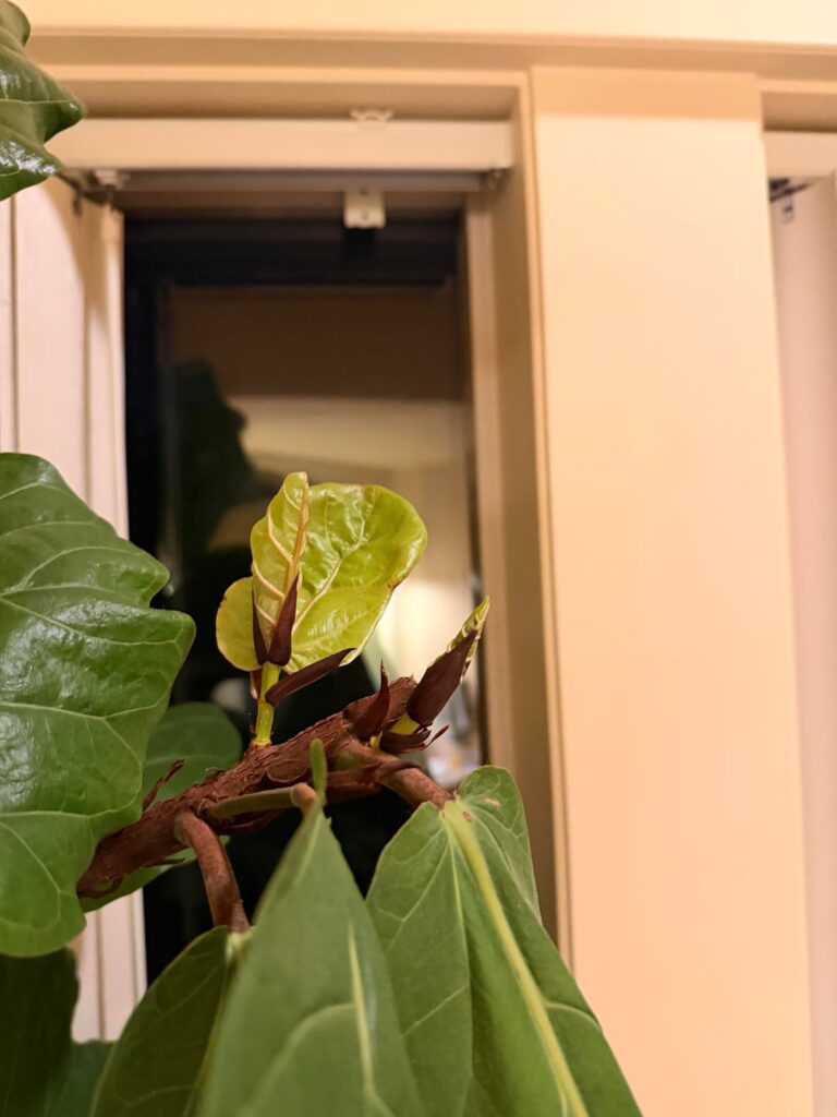 Baby leaves 4 weeks since chip snd prop