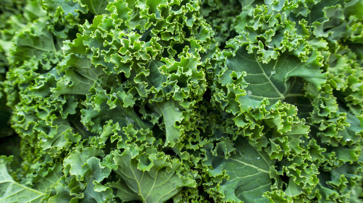 Can You Grow Kale In An Indoor Garden?