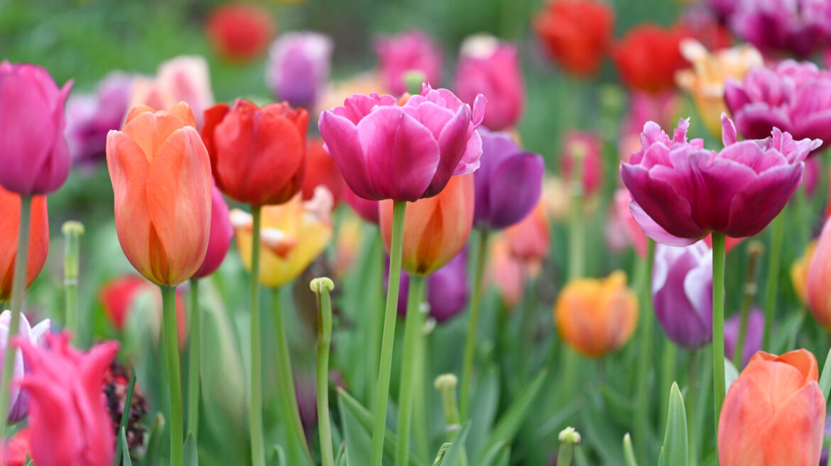 23 Gorgeous Tulip Varieties You Can Still Plant Until December, Selected By Our Pro Gardener