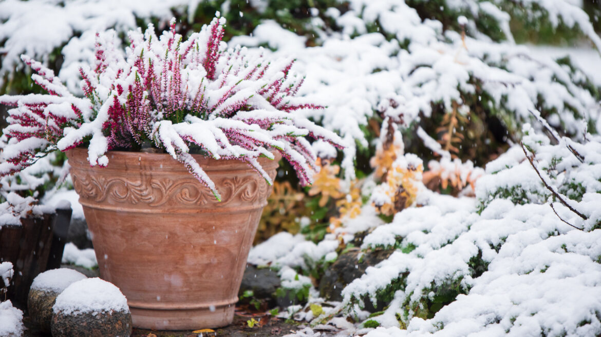 The Winter Garden Watering Tip You Need For Healthier Plants Next Spring The Winter Garden Watering Tip You Need For Healthier Plants Next Spring