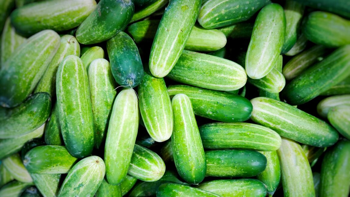 Here's How To Grow Cucumbers Indoors And Enjoy Them All Year Long