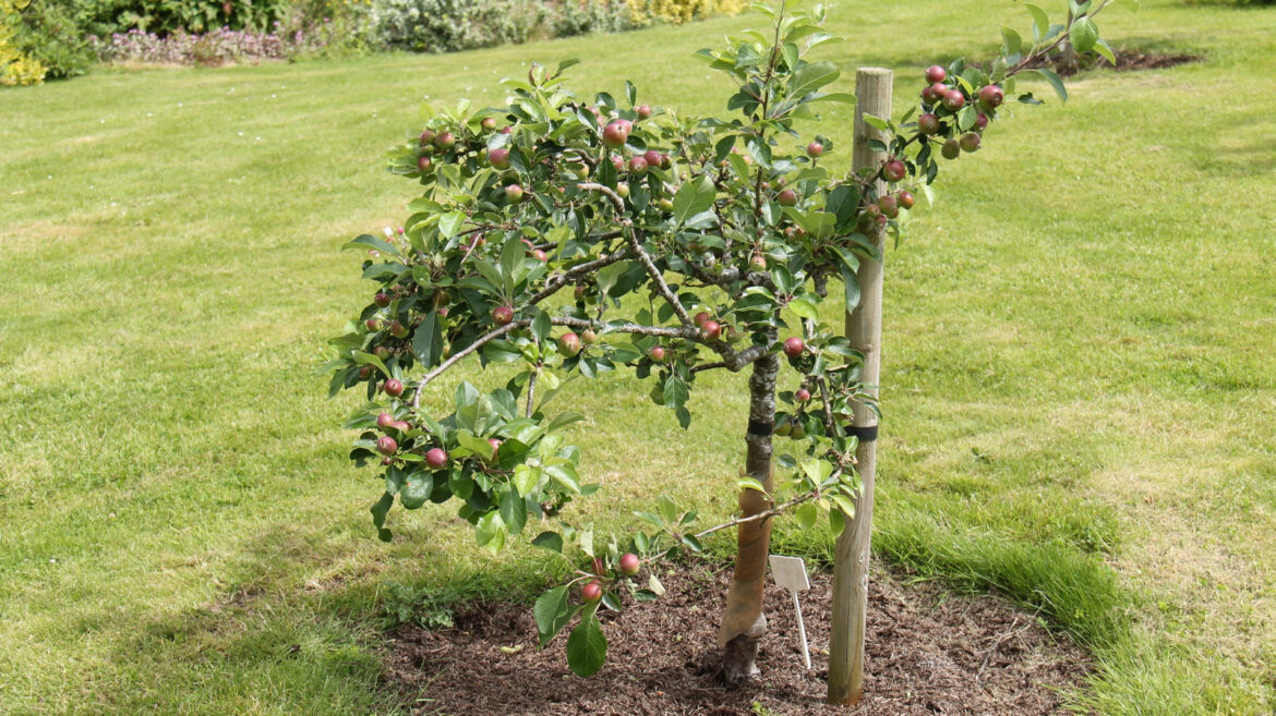 Our Expert Gardener Answers How A Dwarf Apple Tree Compares To Standard Varieties