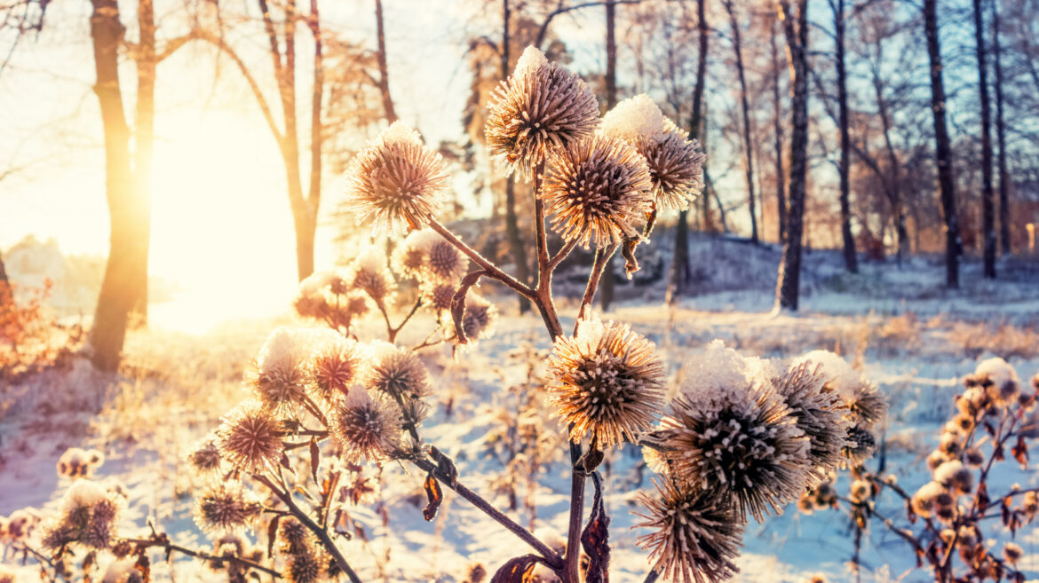 The Winter Solstice Is Quickly Approaching. Here’s How It’ll Impact Your Garden The Winter Solstice Is Quickly Approaching. Here's How It'll Impact Your Garden