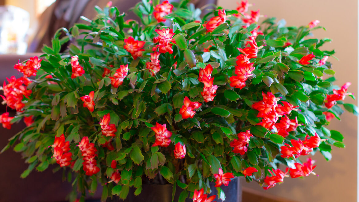 This Soil Mix Will Keep Your Christmas Cactus Happy & Thriving, According To Our Garden Expert