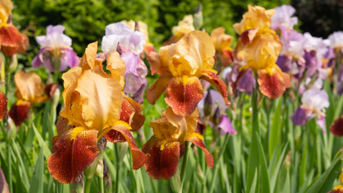 23 Fantastic Bearded Irises To Grow In Your Garden, Recommended By Our Professional Gardener