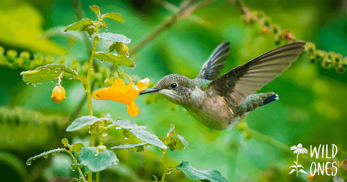 Presenting the 2025 Wild Ones Photo Contest Living Things Category Winner! Presenting the 2025 Wild Ones Photo Contest Living Things Category Winner!