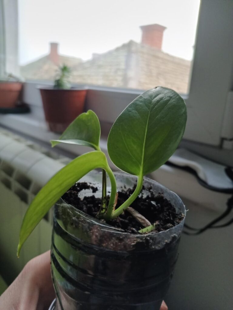 I really want her to grow big like those pothos with large leaves,how do i get her to climb up and get taller