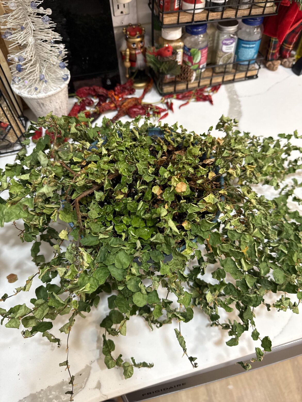 Accidentally dried out my plant again after bringing her back to life🥲🥲