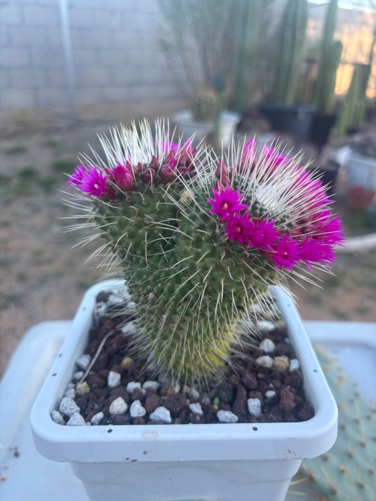 Mammillaria spinosissima Un Pico flowering.