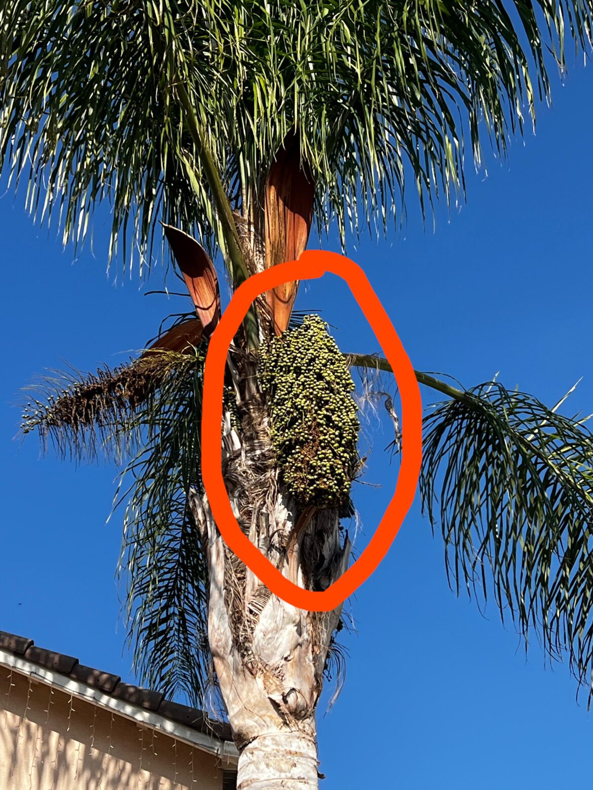 Can I cut this seed thing down?