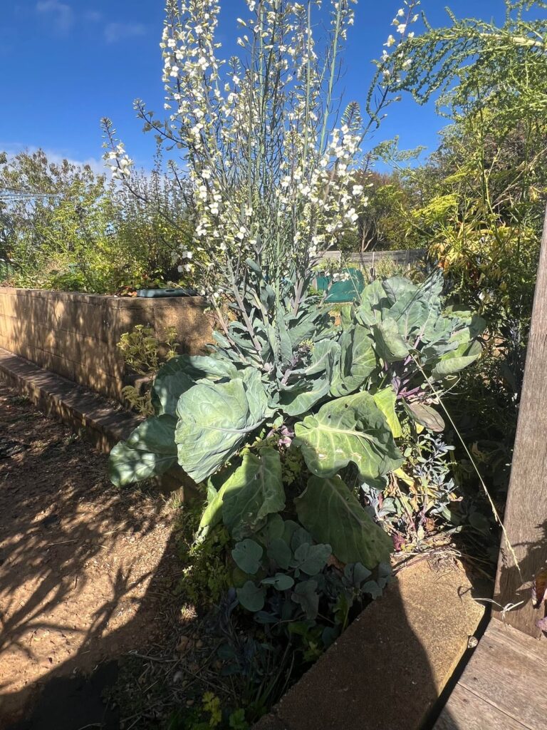 Help with this plant ?